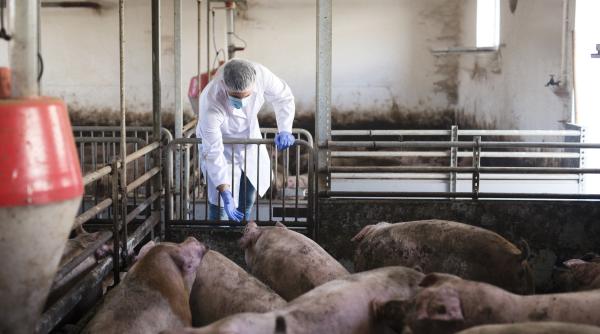focar de pesta porcina peste 100 de animale au fost omorate