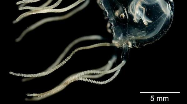 cum arata meduza care isi aminteste trecutul desi nu are creier