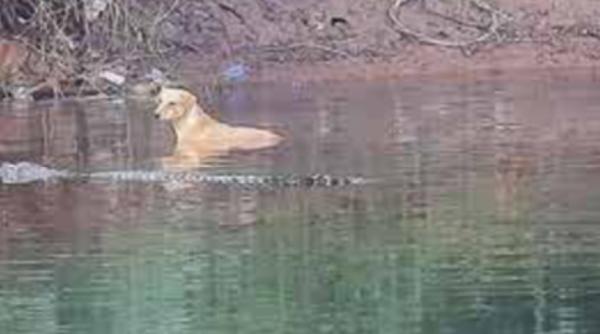 un caine a fost ajutat de crocodili sa iasa dintr o mlastina imaginile sunt de necrezut video