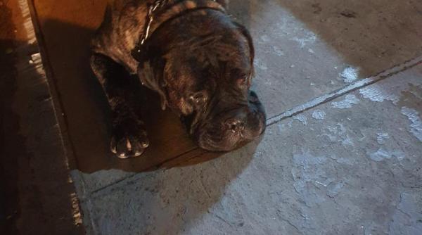 un caine a plecat de acasa la restaurant unii il mangaiau altii il ocoleau cineva chiar a sunat la 112 ce a facut un politist foto