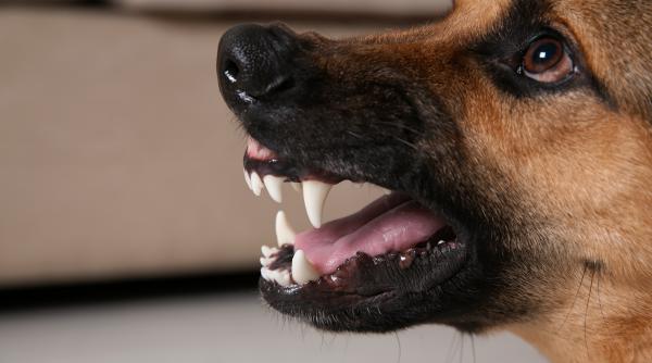 cainele presedintelui joe biden a atacat din nou a muscat un ofiter din serviciul secret al sua