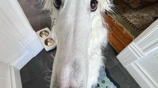 cum arata cainele cu cel mai lung nas din lume botul lui depaseste 30 cm