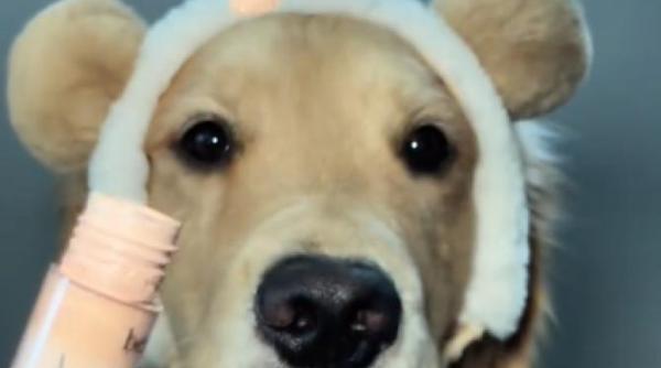 cel mai simpatic catel sta la machiaj intr un mare fel video