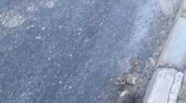 caz socant in sibiu asfalt turnat peste un caine mort video