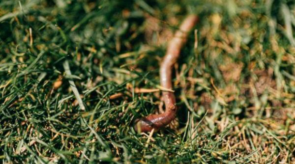 stiinta demonstreaza cum ramele ajuta enorm in productia globala de alimente