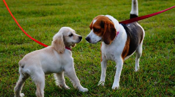 plimbarea cainilor in parcuri interzisa intr un oras din europa cel mai apropiat loc la o ora distanta