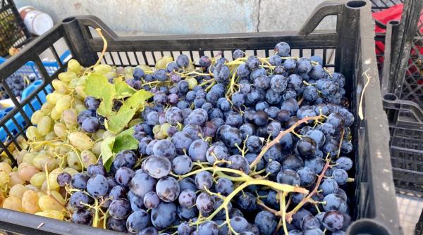 festivalul de bun must si pastrama dupa gust isi deschide portile joi 5 octombrie in capitala