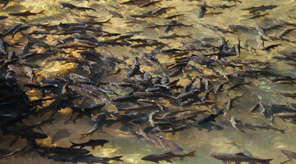 pericol in cipru dupa ce a fost gasit un peste veninos atingerea pestelui poate cauza moartea