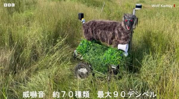 cum arata robotul lup pe care japonezii il folosesc ca sa sperie ursii