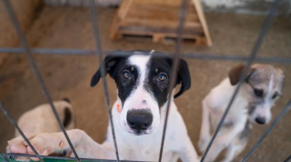 fiti parte din schimbare cum putem ajuta animalele fara adapost de ziua mondiala a animalelor