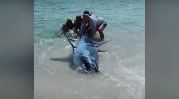 mai multi turisti au salvat un rechin blocat pe plaja imaginile au devenit virale
