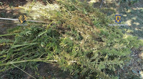 241 de plante de canabis ridicate pentru expertiza din gradina unui fost procuror din vrancea