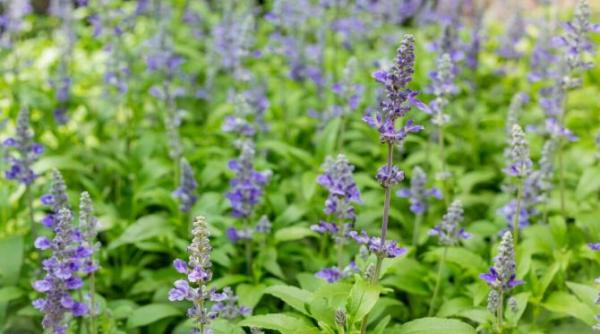 planta din biblie care iti curata mintea trupul si sufletul directorul brgv buzau simpla dar atat de puternica