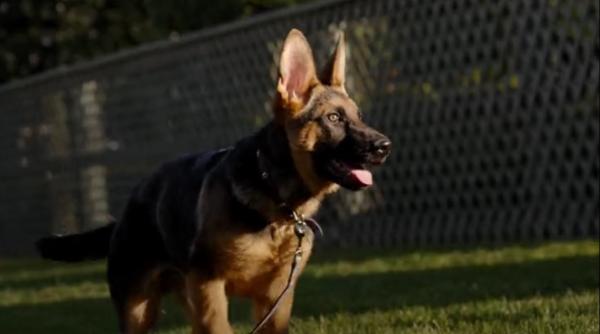 commander cainele sotilor biden a fost dat afara din casa alba dupa ce a muscat un ofiter de la serviciile secrete