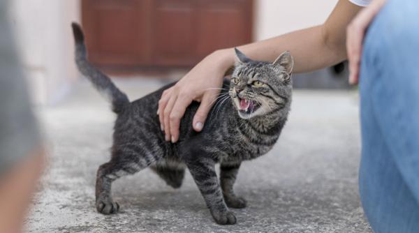 de ce pisicile nu suporta sa le atingi coada