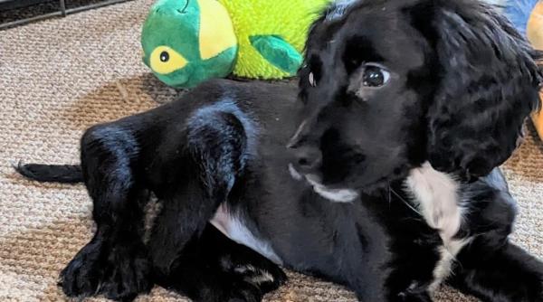 acest catel a fost abandonat intr o parcare pentru ca s a nascut cu sase picioare acum a primit sansa la o viata noua