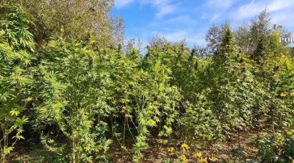 captura de canabis in targu mures traficantii transportau canabisul in saci de plastic foto