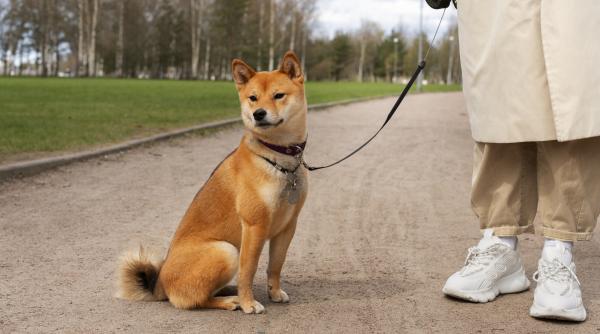 de ce cainele tau latra doar la anumiti oameni iar pe altii ii ignora motivele la care nu te ai fi gandit