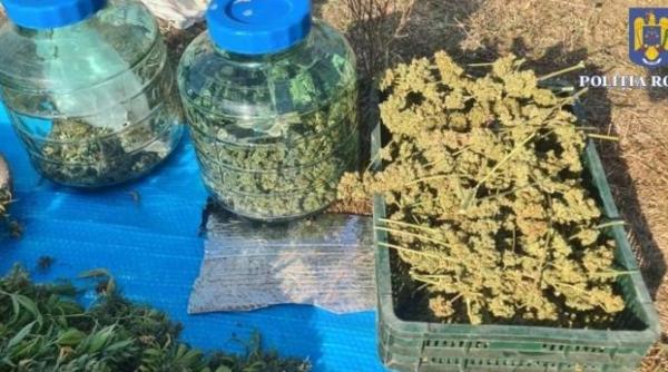 cultura de canabis destructurata de diicot 193 de plante si circa 2 5 kg de canabis foto