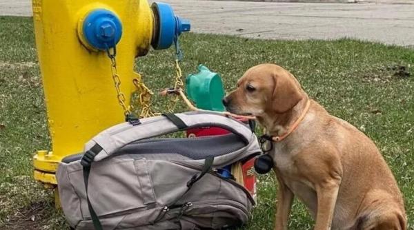 imaginea emotionanta cu o catelusa abandonata in plina strada avea langa ea o geanta plina de jucarii si o scrisoare