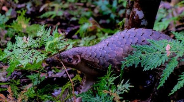 nigeria a ars 4 tone de solzi de pangolin ce este pangolinul si ce beneficii au solzii