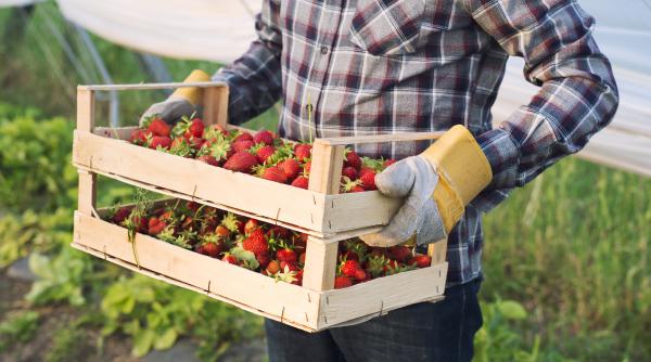 lege noua adoptata de senat producatorii de capsune vor primi ajutor de la stat in valoare de 10 000 lei ha