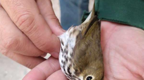pasare americana extrem de rara observata pe coasta marii negre