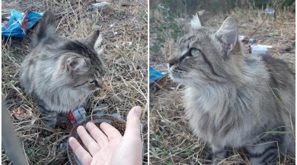 pisica abandonata de un preot intr o curte valentina ionita fosta concurenta chefi la cutite o femeie i a aruncat puii peste gard la niste caini care i au sfasiat video