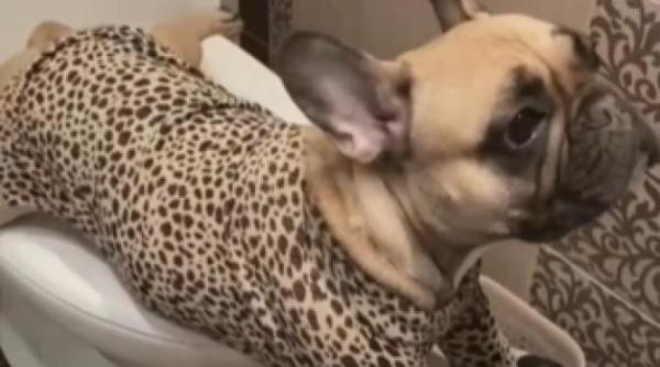 cel mai educat catel isi face nevoile la toaleta imaginile au ajuns virale video