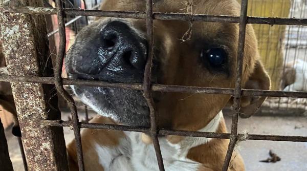 luis ne implora sa facem ceva pentru el un suflet nevinovat isi cauta o familie adopta