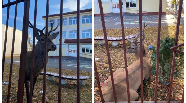 momentul cand un cerb a intrat in curtea unei scoli din rasnov in timp ce elevii se aflau la cursuri