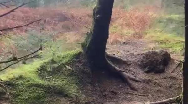 furtuna babet face dezastru in vestul europei pamantul dintr o padure se misca precum valurile marii video