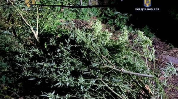 un barbat din timis a fost retinut pentru trafic de droguri avea o cultura de canabis acasa