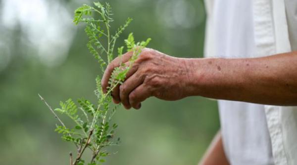 secretele plantelor biblice sunt miraculoase costel vinatoru cercetator sunt specii carora trebuie sa le acordam atentie ajuta la sanatate