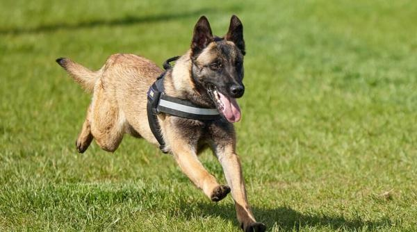 peste 1 kilogram de canabis descoperit de cainele athos foto