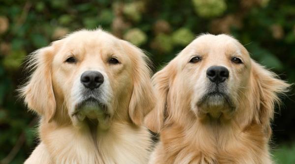 s a aflat secretul vietii indelungate la cainii golden retriever