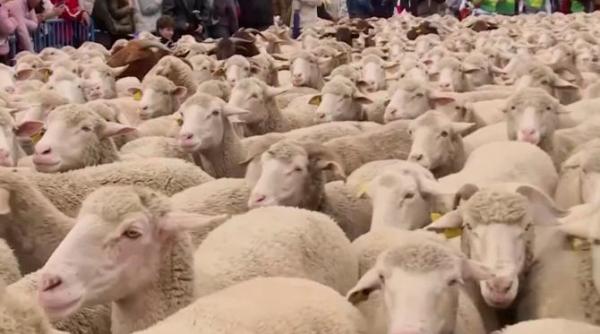 turme de oi pe strazile din madrid chiar nu ma asteptam la asta video