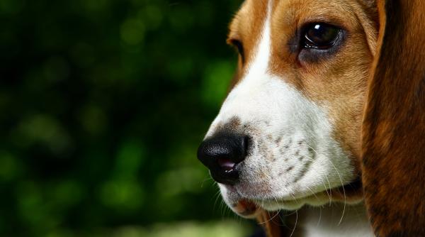 cainele tau are ochii rosii iata ce trebuie sa stii