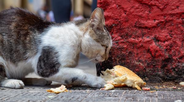 cand ce ai in mana e minciuna prea flamand sau prea hapsan