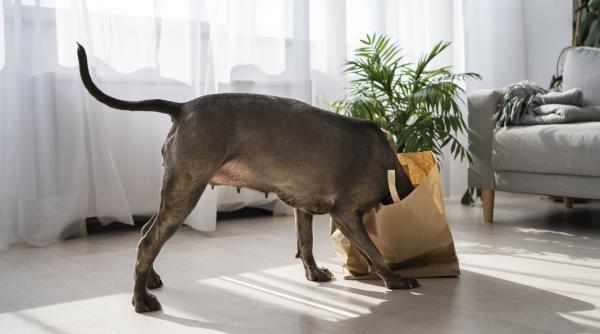 de ce isi ascund cainii mancarea si obiectele preferate