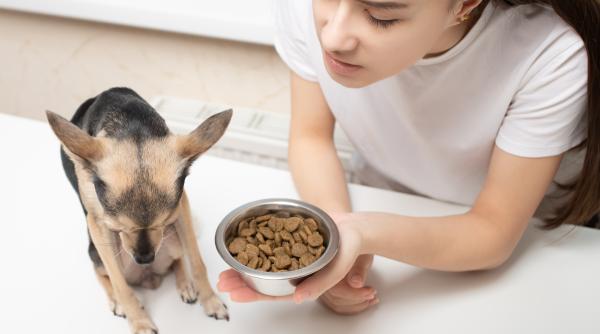 de ce sa nu gusti niciodata din mancarea de caine sau de pisica nici macar in gluma