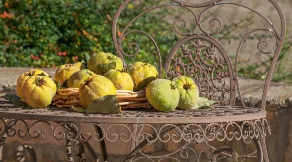 de ce si cum sa mananci gutui bolile grave pe care le poate preveni acest fruct