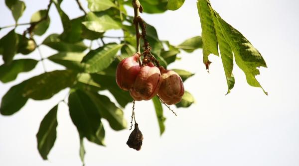 fructul care te poate imbolnavi grav daca il consumi atunci cand este inca verde