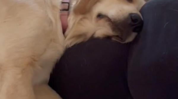 momentul emotionant in care un caine a realizat ca stapana sa este insarcinata video