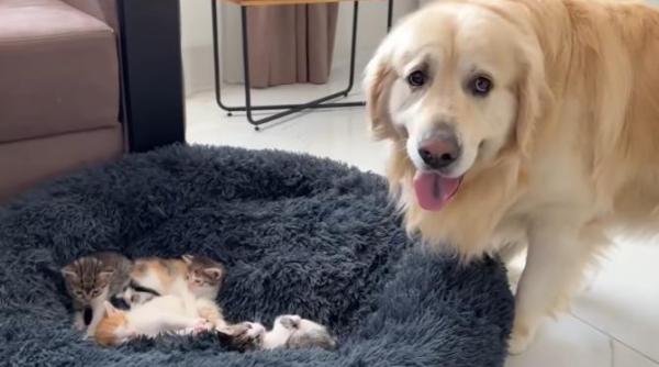 reactia virala a unui golden retriever cand vede ca pisicile i au ocupat patul video