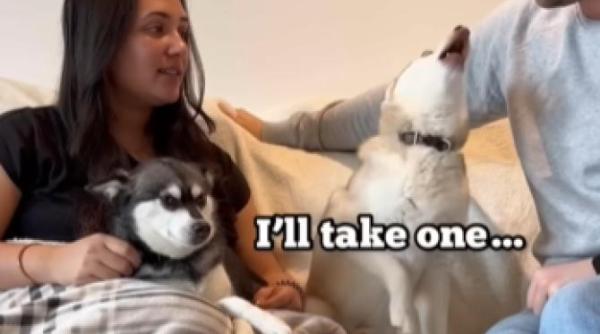 reactia virala a unui caine cand isi vede stapanii sarutandu se video