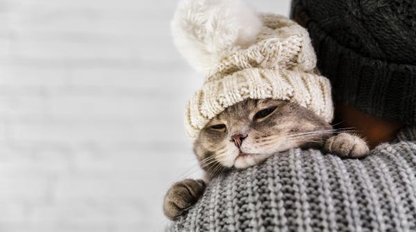 simt pisicile frigul iata ce trebuie sa stii