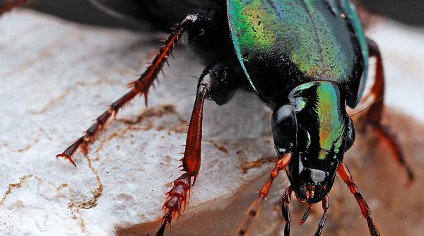 cum scapi de gandacii furnicile si acarienii din casa