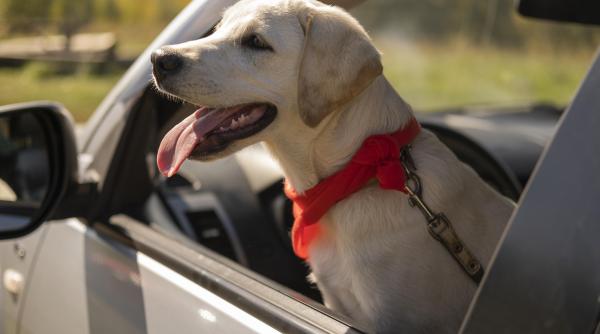 iei cainele in masina si il lasi sa scoata capul pe geam riscurile uriase semnalate de titi aur video