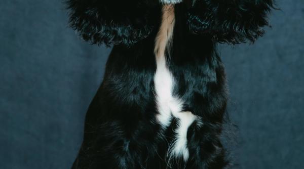 locatarii unui bloc din alba iulia au strans semnaturi ca sa dea afara un caine pentru ca stapanul il plimba prea mult cu liftul